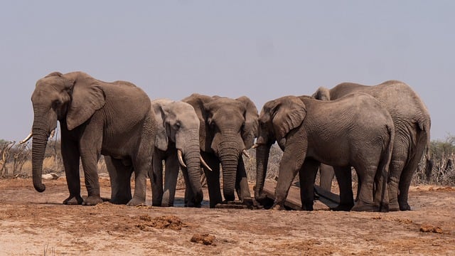 Negara Afrika serba salah mengatasi konflik gajah-manusia