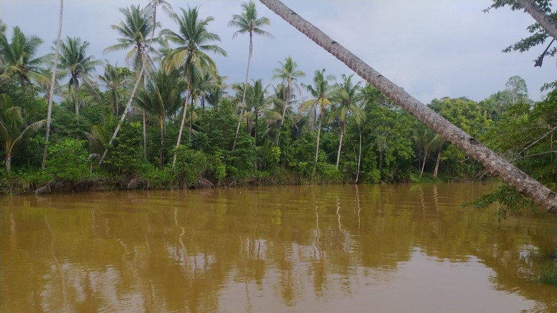 Kondisi Sungai Sagea tercemar dan menjadi kuning kecokelat-cokelatan akibat hilirisasi tambang. Dokumentasi Save Sagea