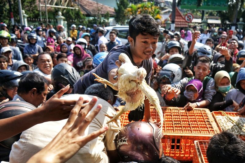 Warga berebut ayam saat pembagian ayam gratis oleh Asosiasi Peternak Ayam Yogyakarta di Balaikota Yogyakarta, Rabu (26/6). /Antara Foto. 