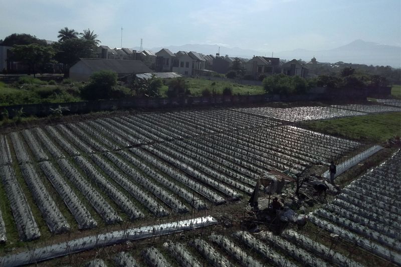 Petani beraktivitas di lahan pertanian di Bogor, Jawa Barat, Jumat (4/1). (Antara Foto). 