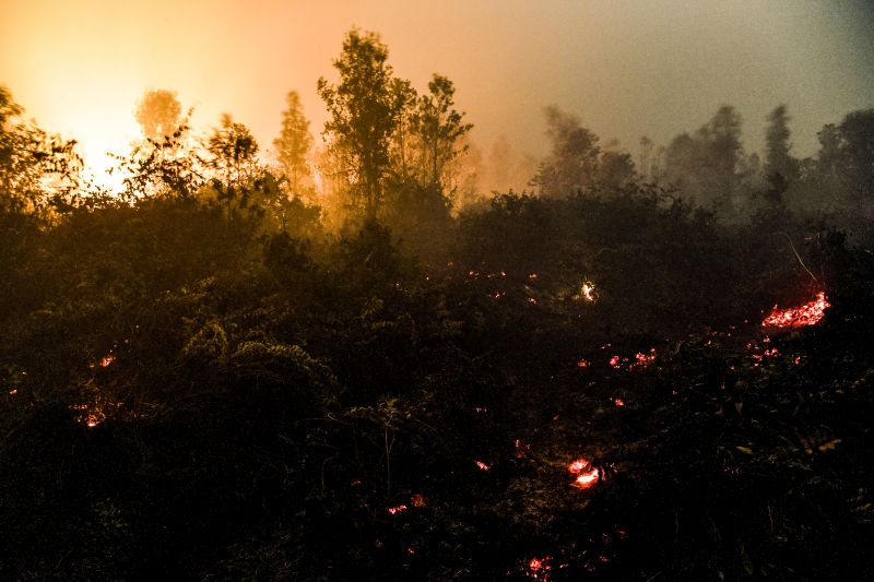 Api mambakar lahan milik warga di Palangka Raya, Kalimantan Tengah, Minggu (22/9) dini hari. /Antara Foto.