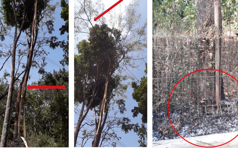 Pohon yang diduga menyebabkan gangguan terhadap sutet Ungaran-Pemalang. Foto dok PLN.
