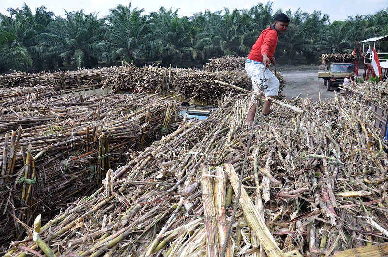 Pekerja menata tumpukan tebu untuk digiling di pabrik gula Sei Semayang PTPN II Kabupaten Deli Serdang, Sumatera Utara, Selasa (25/2/2020). Holding Perkebunan Nusantara yang saat ini memiliki sekitar 20 pabrik gula dan berkapasitas sekitar 800.000-900.000 ton per hari itu dapat membantu/memasok pemerintah dalam mengurangi ketergantungan terhadap impor gula sekitar 30% dari jumlah total produksi gula nasional yakni 2,2 juta ton. / Antara Foto