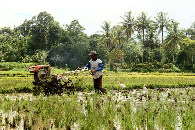 Ilustrasi petani menggarap sawah./Foto Unsplash.