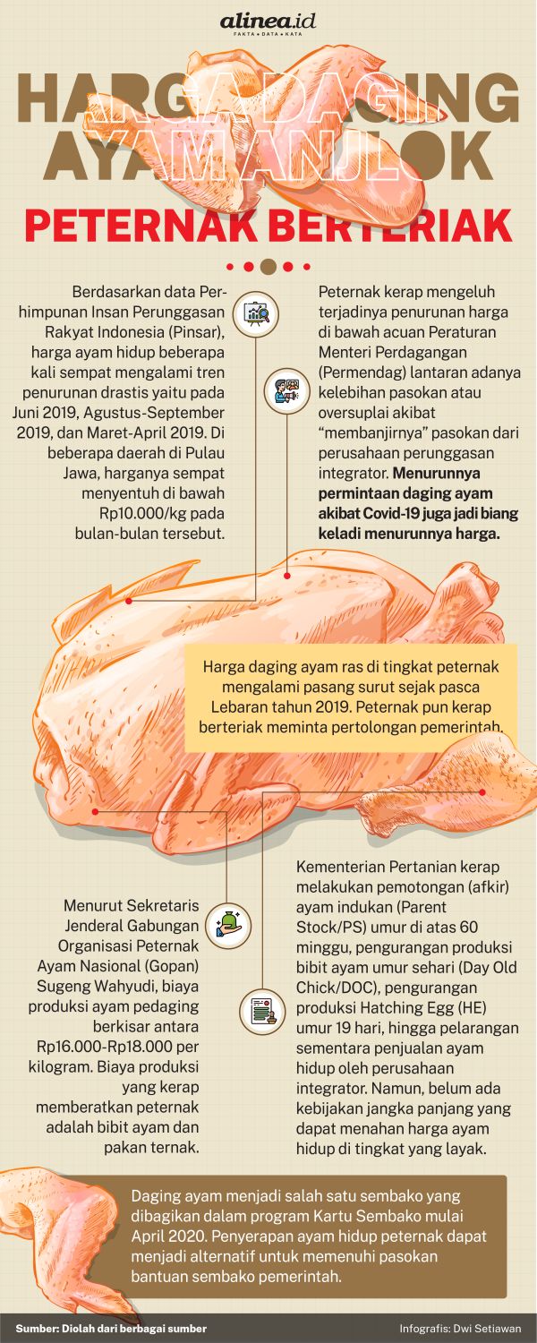 Harga daging ayam anjlok di tingkat peternak karena oversuplly dan menurunnya permintaan di saat pandemi. Alinea.id/Dwi Setiawan.