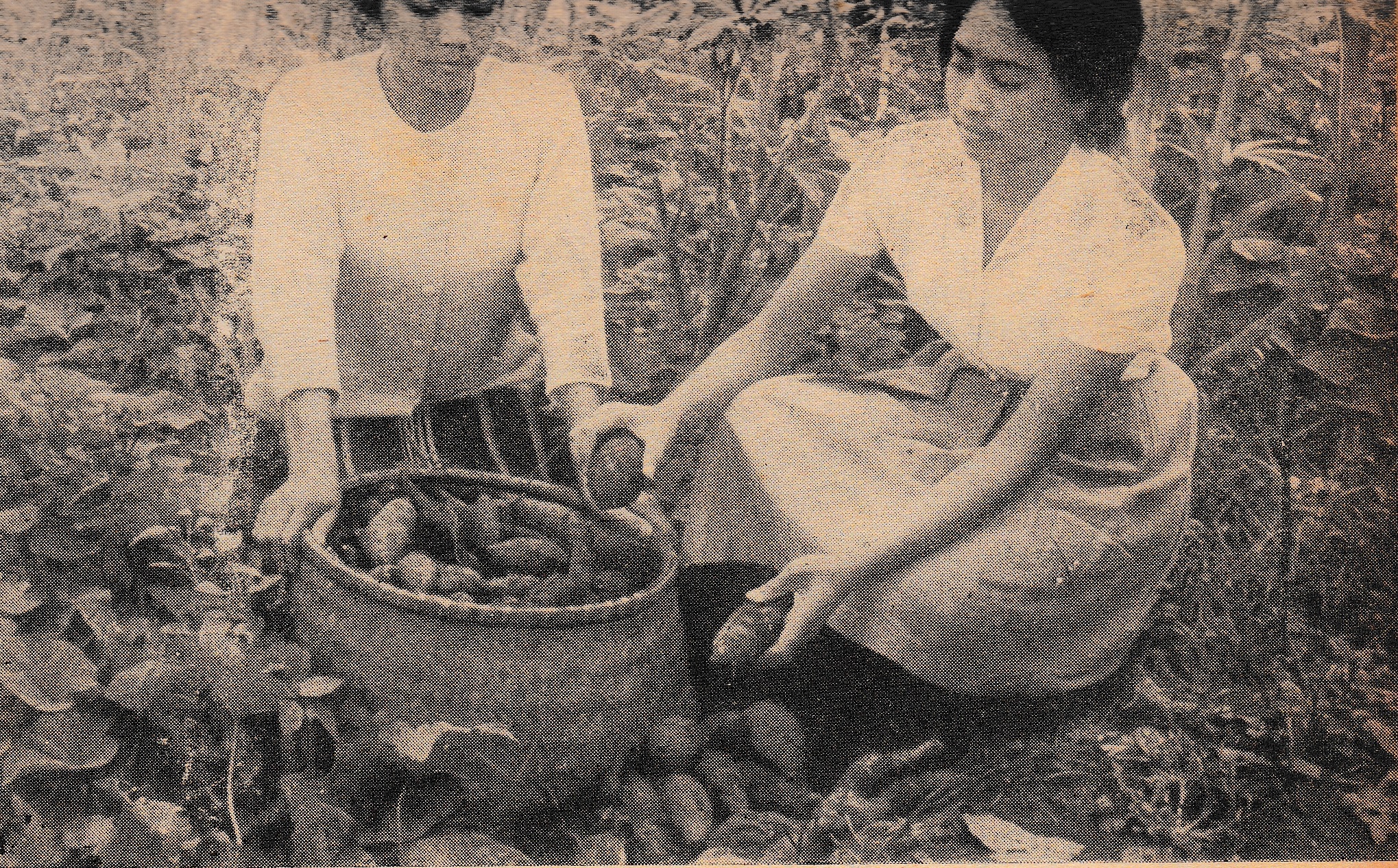 Dua orang perempuan tengah memetik ubi dari perkebunan. Foto Varia, 30 Januari 1963.