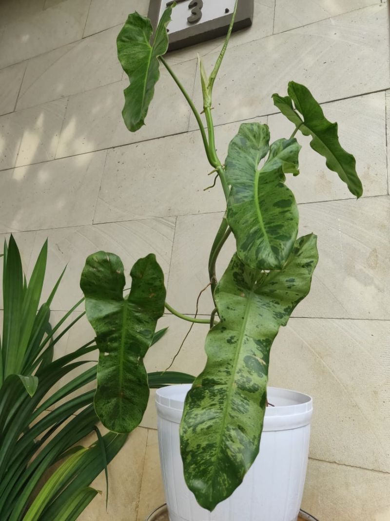Philodendron paraiso verde, salah satu Aroid yang kini digemari dengan harga jual mencapai jutaan rupiah. Dokumentasi.