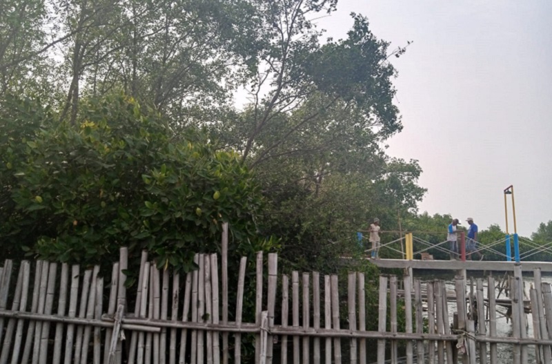 Petugas area konservasi melintas di jembatan pembatas di kawasan hutan mangrove Muara Angke, Penjaringan, Jakarta Utara, Sabtu (14/1). Alinea.id/Kudus Purnomo Wahidin