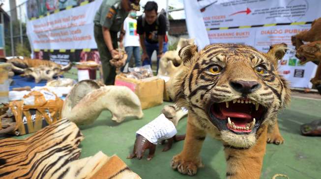 Ilustrasi harimau sumatera yang diawetkan. /Foto Antara