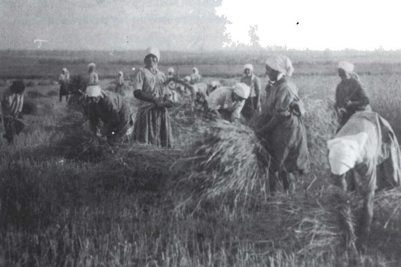 Suasana panen raya gandum di Ukraina pada 1931. /Foto Wikimedia Commons