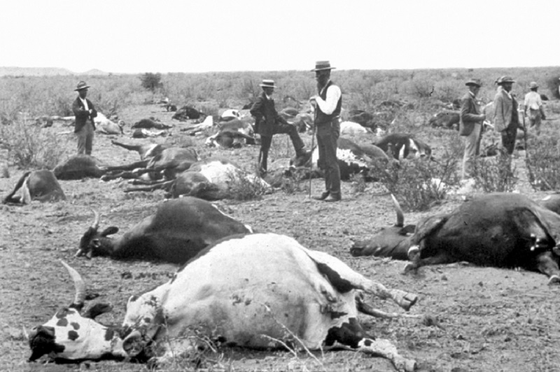 Ternak-ternak mati akibat wabah rinderpest di Afrika Selatan pada 1896. /Foto Wikimedia Commons