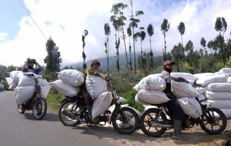 Sejumlah tukang ojek mengangkut pupuk kandang menuju perladangan di lereng gunung Sindoro Desa Sigedang, Kejajar, Wonosobo, Jawa Tengah, Selasa (22/9/2020). /Foto Antara