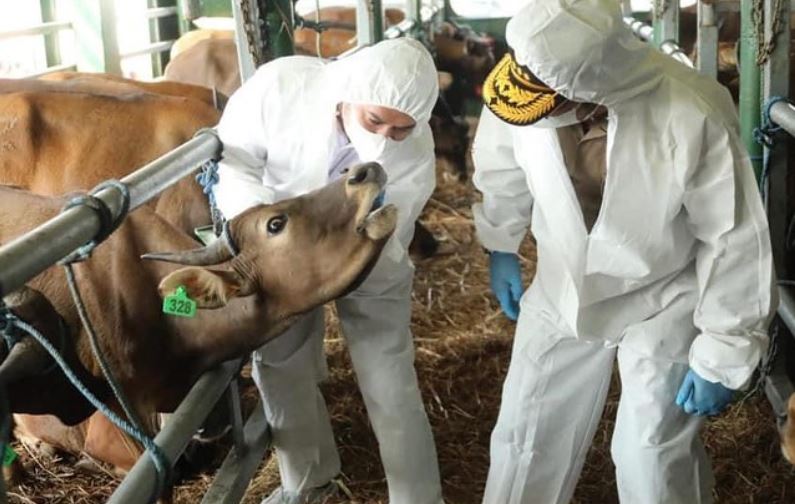 Ilustrasi imunisasi hewan ternak. /Foto Instagram @ditjen_pkh