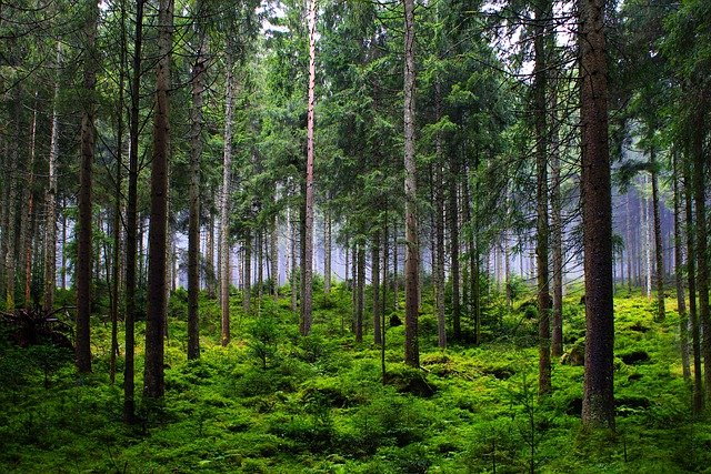 Ilustrasi hutan. /Foto Pixabay