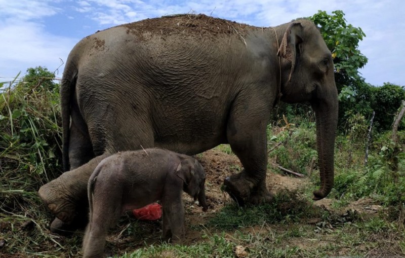Ilustrasi gajah sumatera. /Foto Antara