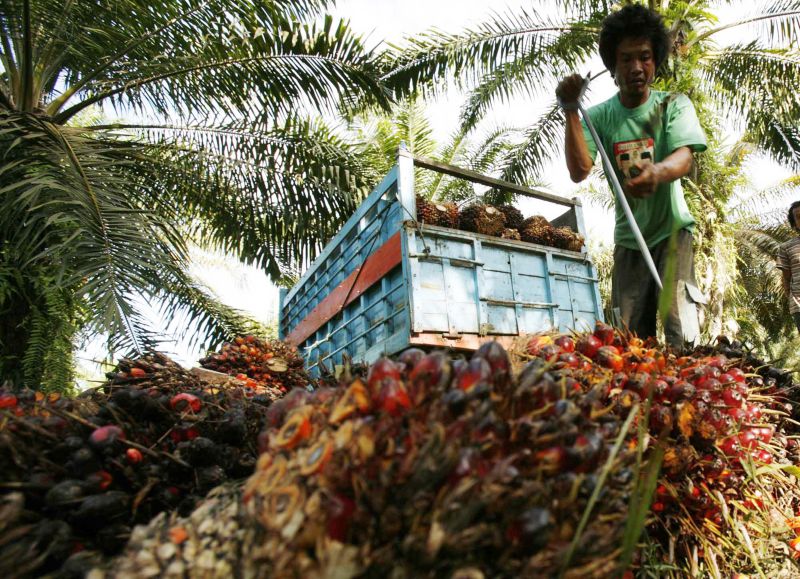 Petani memanen tandan buah segar (TBS) sawit). Foto Reuters.
