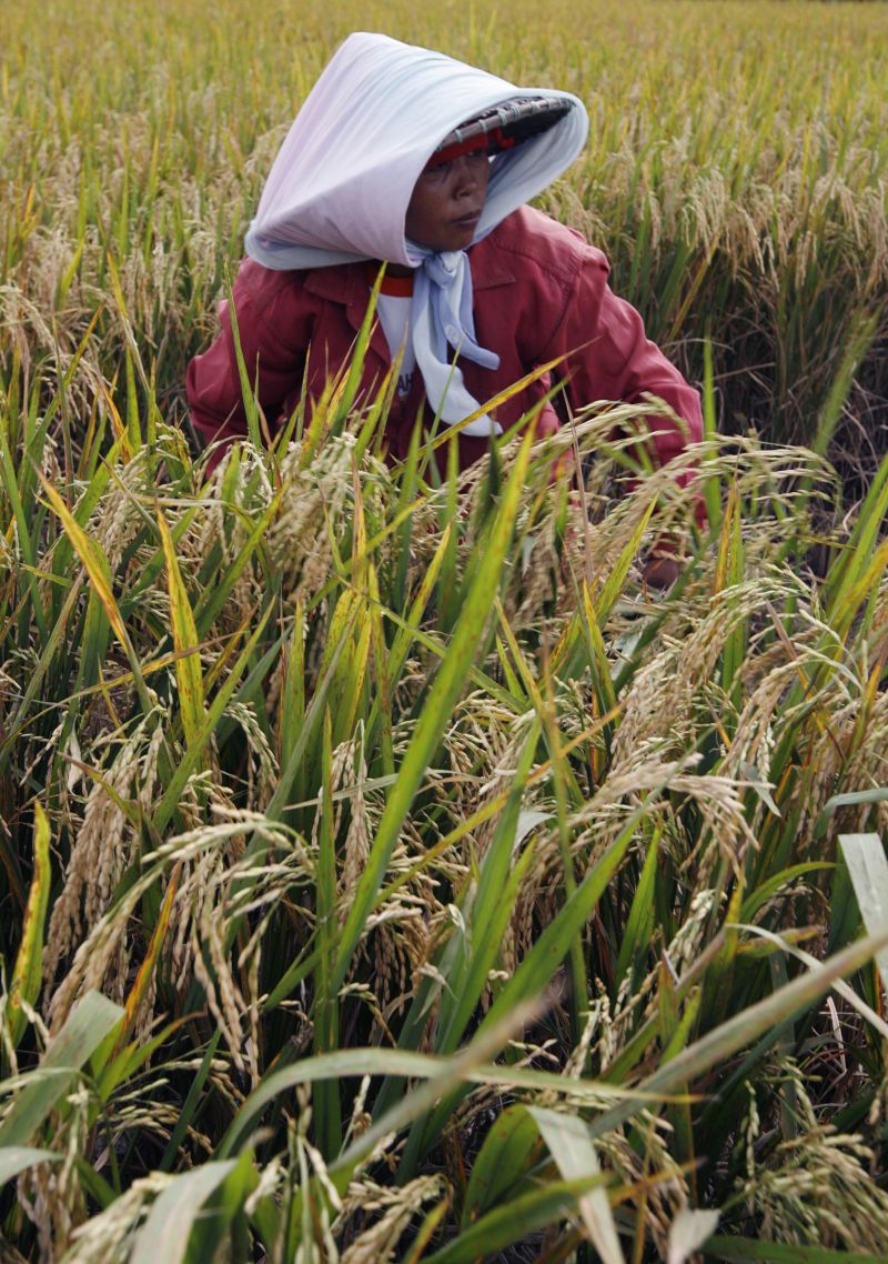 Petani memanen padi di kawasan Cikarang, Jawa Barat. Foto Reuters/Enny Nuraheni.