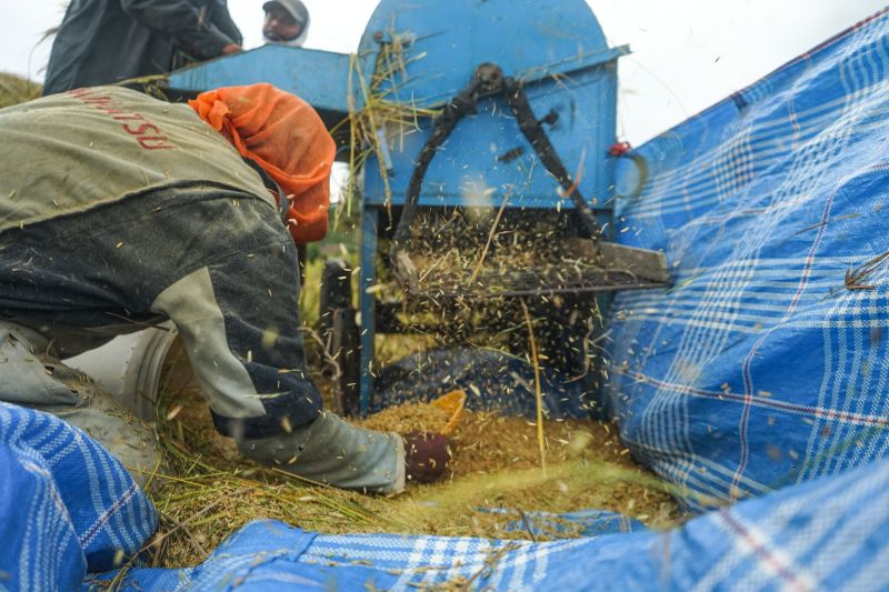 Proses penggilangan padi. Foto Reuters.