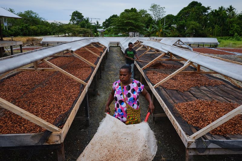 Petani cokelat di Papua. Dokumentasi Pipiltin Cocoa.
