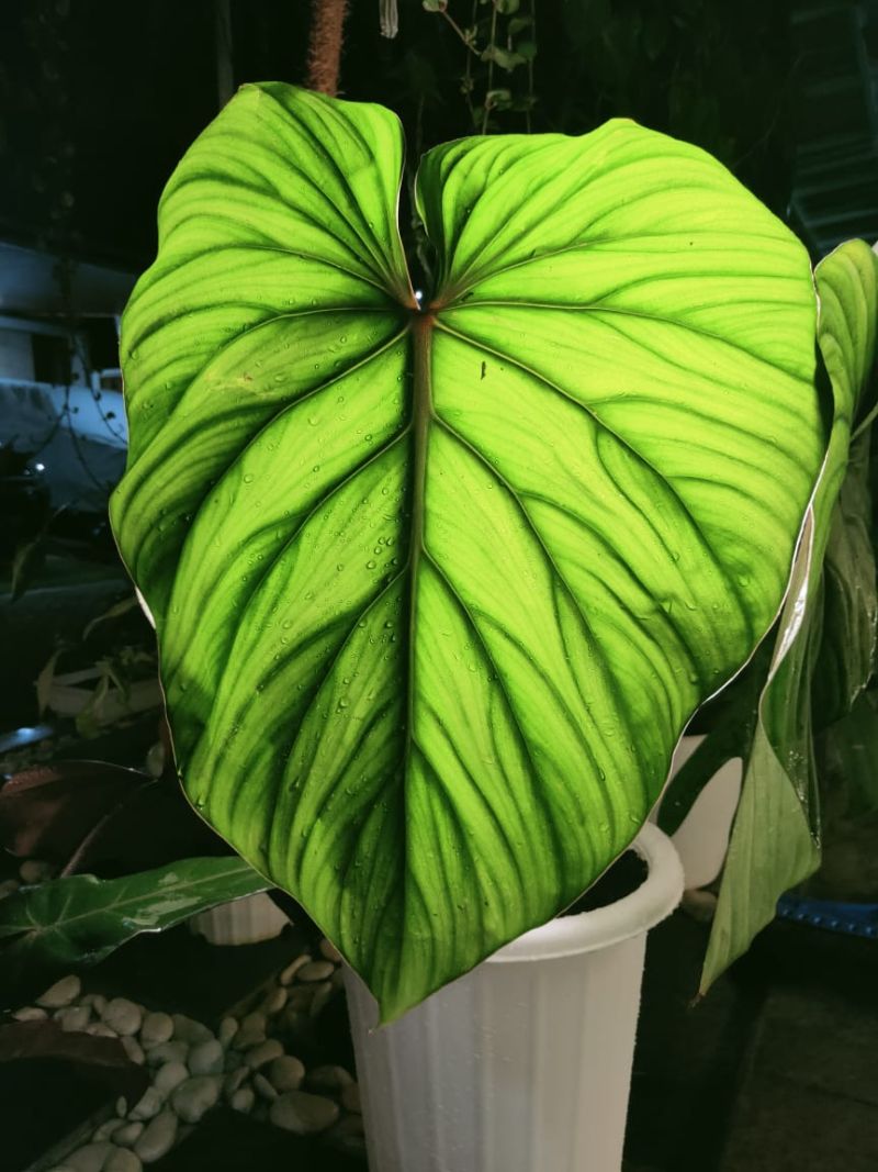 Tanaman hias Philodendron plowmanii. Dokumentasi istimewa.