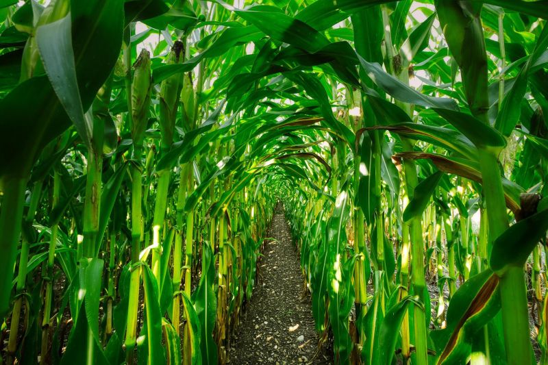 Ladang jagung. Foto Pixabay.com.