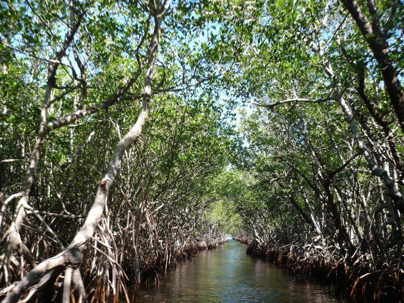 Hutan mangrove. Foto Pixabay.com.