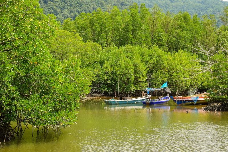 Hutan mangrove Indonesia. Foto Pixabay.com.