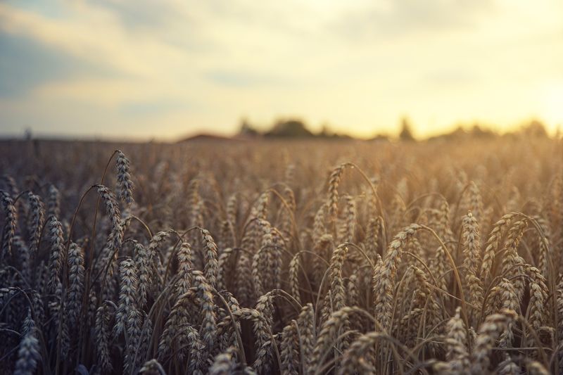 Tanaman gandum. Foto Pixabay.com.