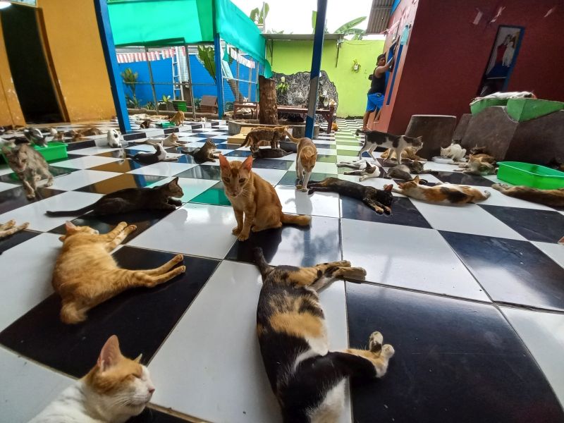 Kucing-kucing di rumah singgah Clow, Kabupaten Bogor, Jawa Barat, Rabu (13/10). Alinea.id/Achmad Al Fiqri.