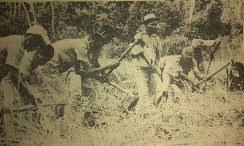 Para tahanan politik (tapol) di Pulau Buru, Maluku, yang tengah bekerja. Foto Ekspres, 25 Januari 1971.