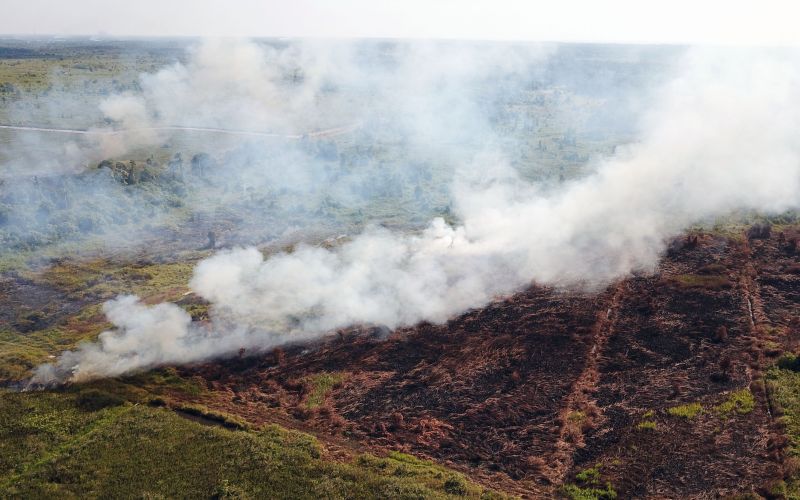 Ilustrasi deforestasi akibat pembukaan lahan dengan membakar hutan. /Foto Antara