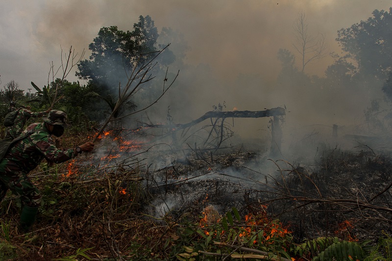 Ilustrasi kebakaran hutan. /Foto Antara
