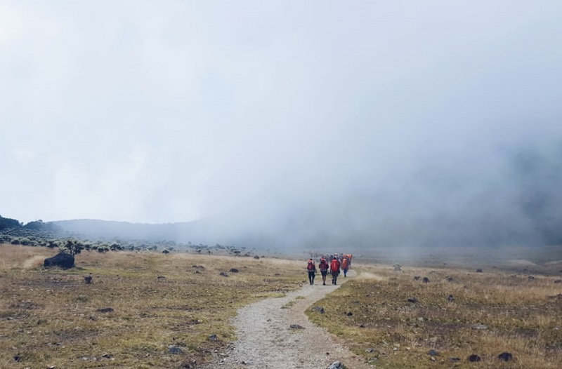 Ilustrasi jalur pendakian di kawasan Taman Nasional Gunung Gede Pangrango, Jawa Barat. /Foto Unsplash