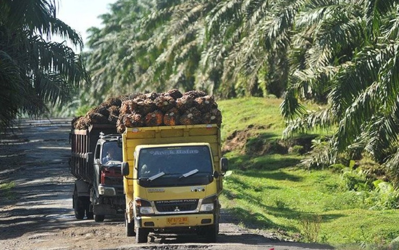 Ilustrasi truk pengangkut buah sawit. /Foto Antara
