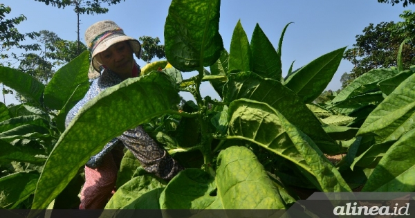 Industri Hasil Tembakau Butuh Regulasi Berimbang