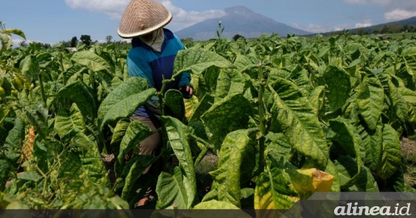 Penyederhanaan cukai rokok  gerus penerimaan negara