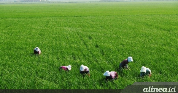 Upah riil buruh tani pada Desember 2020 turun 0,45%