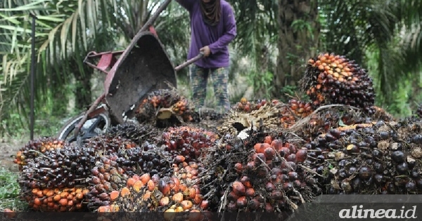 Peran Industri Kelapa Sawit Untuk Ekonomi Berkelanjutan