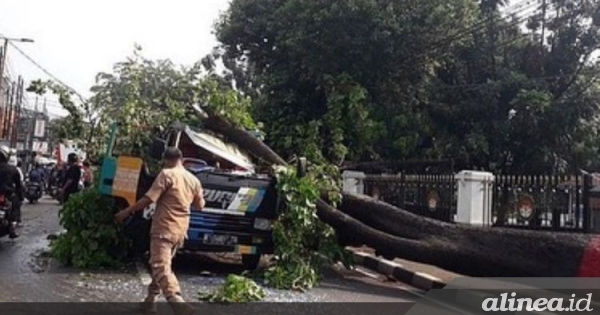 Ada kompensasi untuk korban pohon tumbang di DKI, bisa sampai Rp50 juta