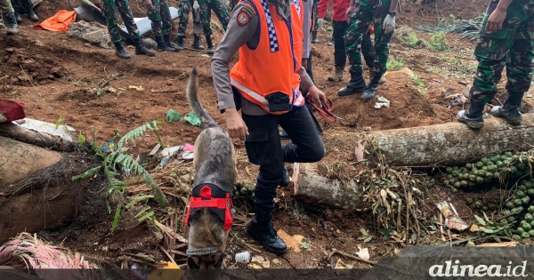 Polwan dan anjing pelacak di pencarian korban gempa Cianjur