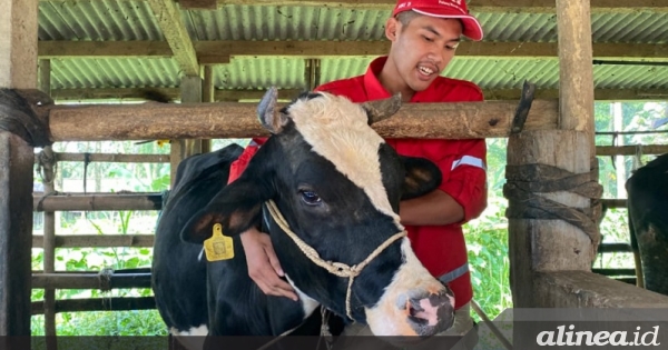 Upaya Palang Merah Indonesia bantu cegah wabah PMK