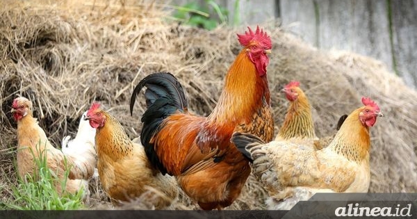 Berpotensi menyebar, pemerintah waspada Flu Burung