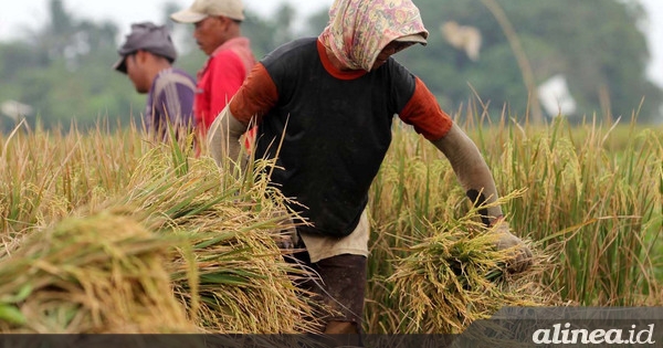 Penjelasan BPS Soal Harga Beras Mahal Saat Produksi Melimpah