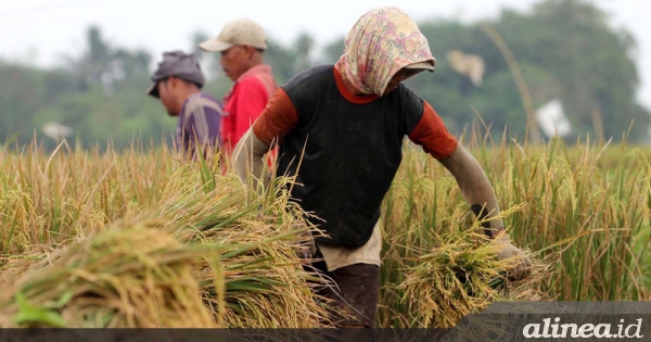 Dekan Faperta Unhas dan Pj Gubernur Banten dukung panen raya Nusantara satu juta hektare