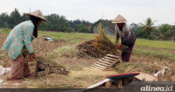 Bapanas ungkap kiat stabilisasi harga beras