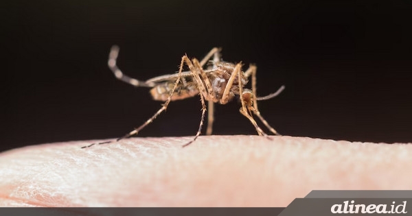 Sorong Selatan jadi kabupaten pertama bebas malaria di Papua