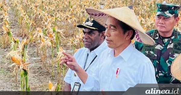 Kunjungi ladang jagung di Papua, Jokowi: Untungnya gede!