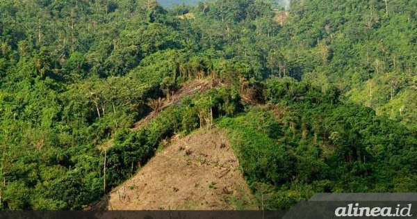 Madani Berkelanjutan sangsi deforestasi 2021-2022 turun 8,4%