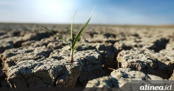 BMKG ingatkan risiko El Nino, pemda diminta antisipasi