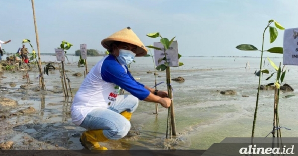 Pemkab Pati dihimbau kurangi dampak abrasi pantai